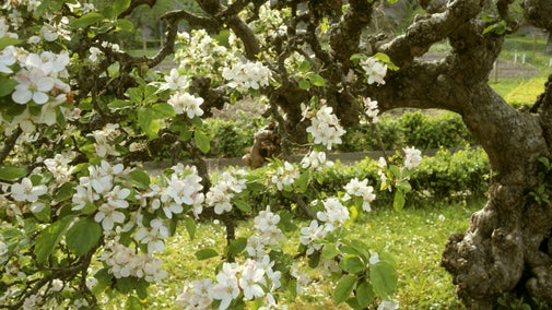 Open white blossom flowers each with five, small petals, and yellow-tipped stamens, set against green leaves hanging from a tree